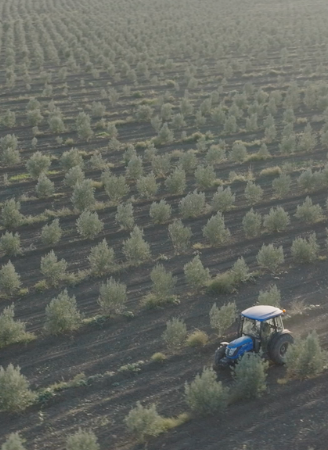 საქართველოს ზეთისხილის კორპორაცია  